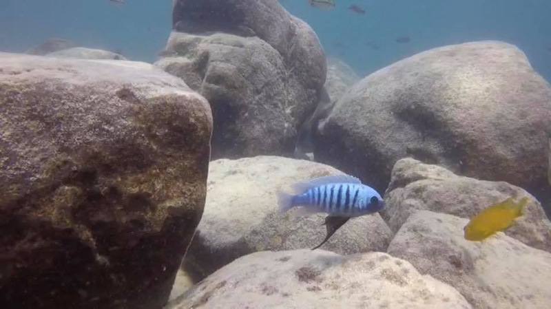 Maylandia zebra 'Chizumulu Island'